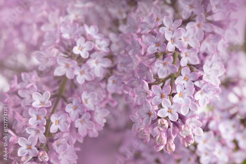 Lilac flowers in bloom – macro photo of spring purple petals with soft background