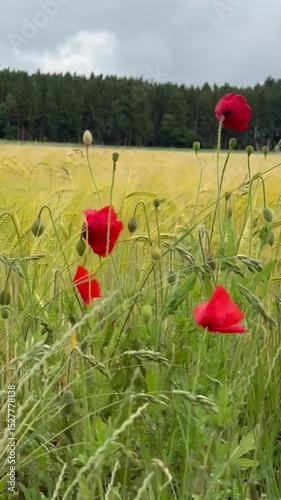 Wind and red field poppies.