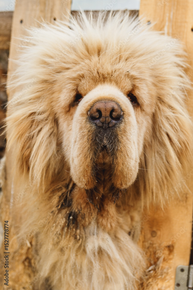 Fototapeta premium Tibetian mastiff dog looking through the fence in yard