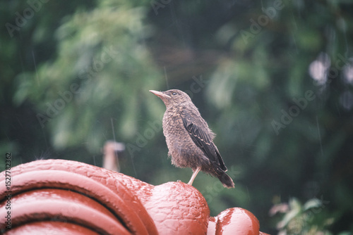 雨を見つめるヒヨドリの雛