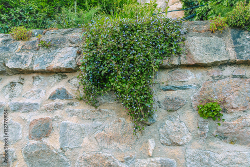 Climbing plants and wildflowers flourish on a stone wall in a serene garden setting