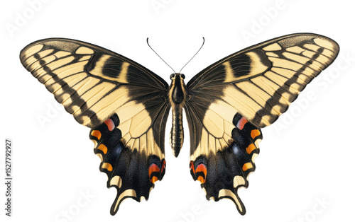 Butterfly with black and orange wings