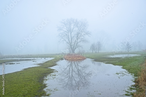 Bare tree reflecting in the water of a creek in the wetlands of Bourgoyen nature reserve, Ghent, Flanders, Belgium