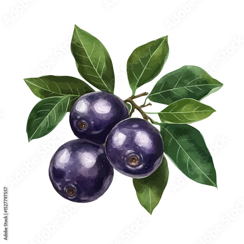 Jabuticaba, watercolor painting vector, high quality, isolated on a white background.