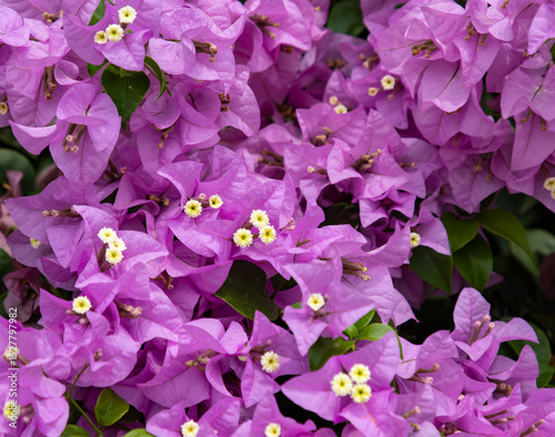 A bunch of purple flowers with yellow centers
