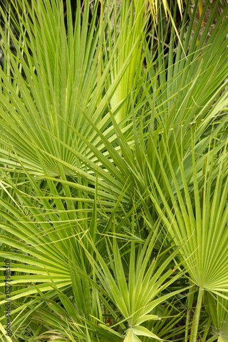 A palm tree with green leaves