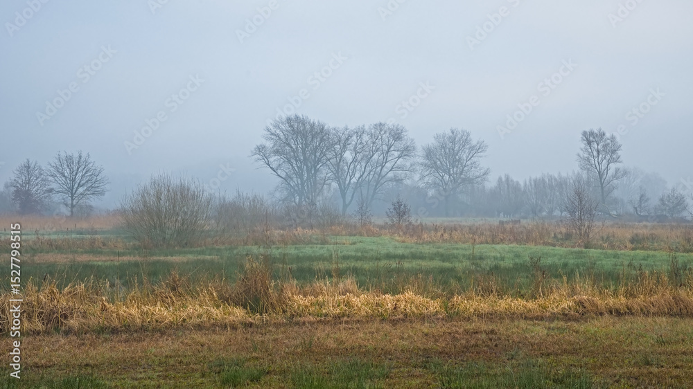 Obraz premium Wetlands with reed and bare trees in the fog in Bourgoyen nature reserve, Ghentm Flanders, Belgium 