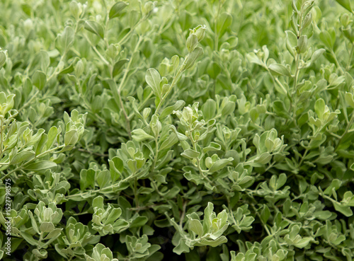 A bush with green leaves