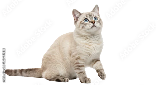 Fototapeta Isolated Cat with Blue Eyes Looking Up