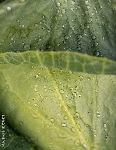 A leaf with water droplets on it