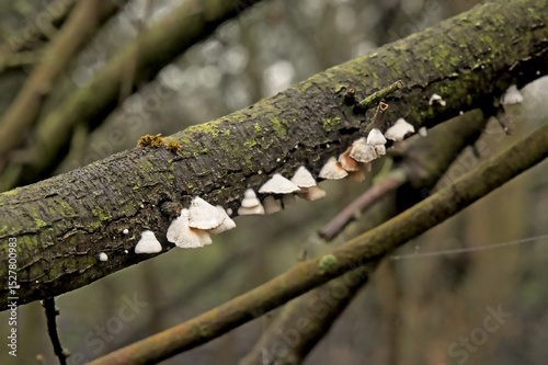 White panellus mitis fungi on a tree trunk, selective focus