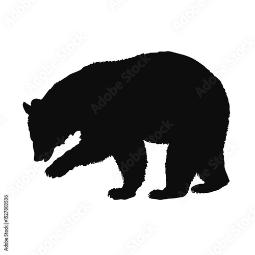 Vector silhouette of a realistic Bear - black animal illustration, isolated on white background	