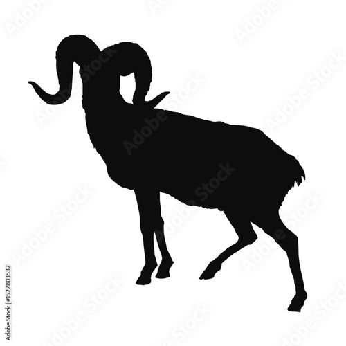 Vector silhouette of a realistic Argali sheep - black animal illustration, isolated on white background	