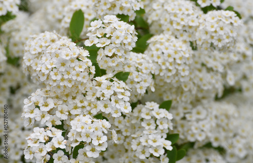 Spirea chamaedryfolia blooms profusely in the spring