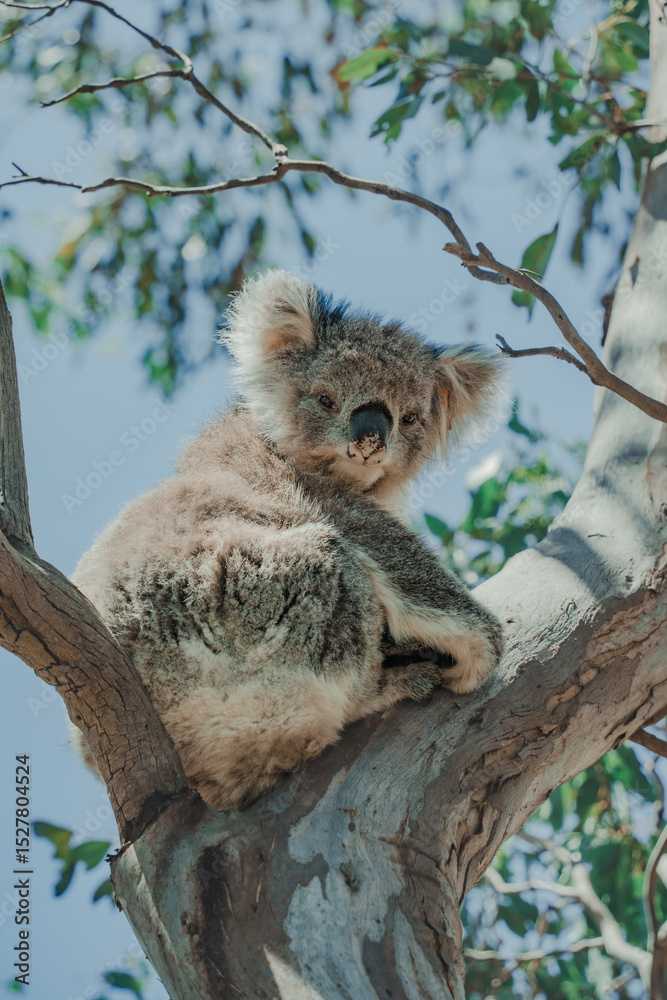 Fototapeta premium Koala