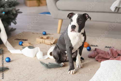 Cute Staffordshire Terrier ...