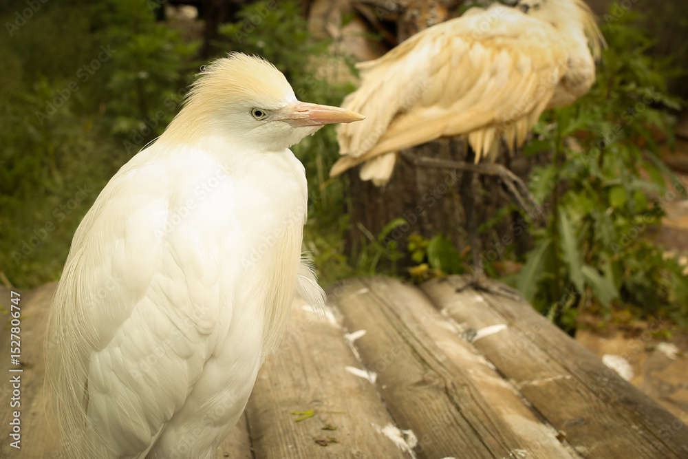 Fototapeta premium Egyptian white heron in the aviary