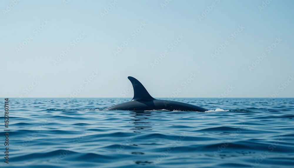 Fototapeta premium Majestic Orca Whale Dorsal Fin in Calm Ocean Waters Wildlife Photography