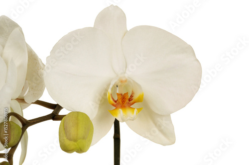 Orchidée phalaenopsis en gros plan isolée sur fond blanc