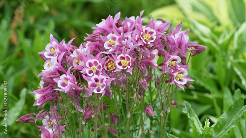 Beautiful pink Aquilegia flower on nature background closeup