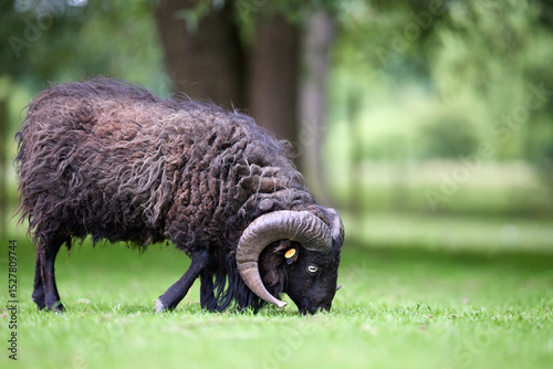 A magnificent ouessant ram with large, spiraled horns grazes in a vibrant green field. Its thick, shaggy fleece stands out against the lush pasture and soft-focus background of trees.