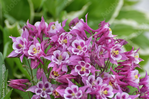 Beautiful pink Aquilegia flower on nature background closeup