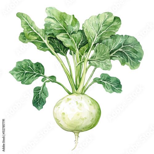 Kohlrabi, watercolor drawing vector, high quality, isolated on a white background.