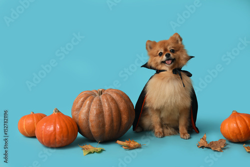 Cute Pomeranian dog in Dracula costume with pumpkins and autumn leaves sitting on blue background. Halloween celebration photo