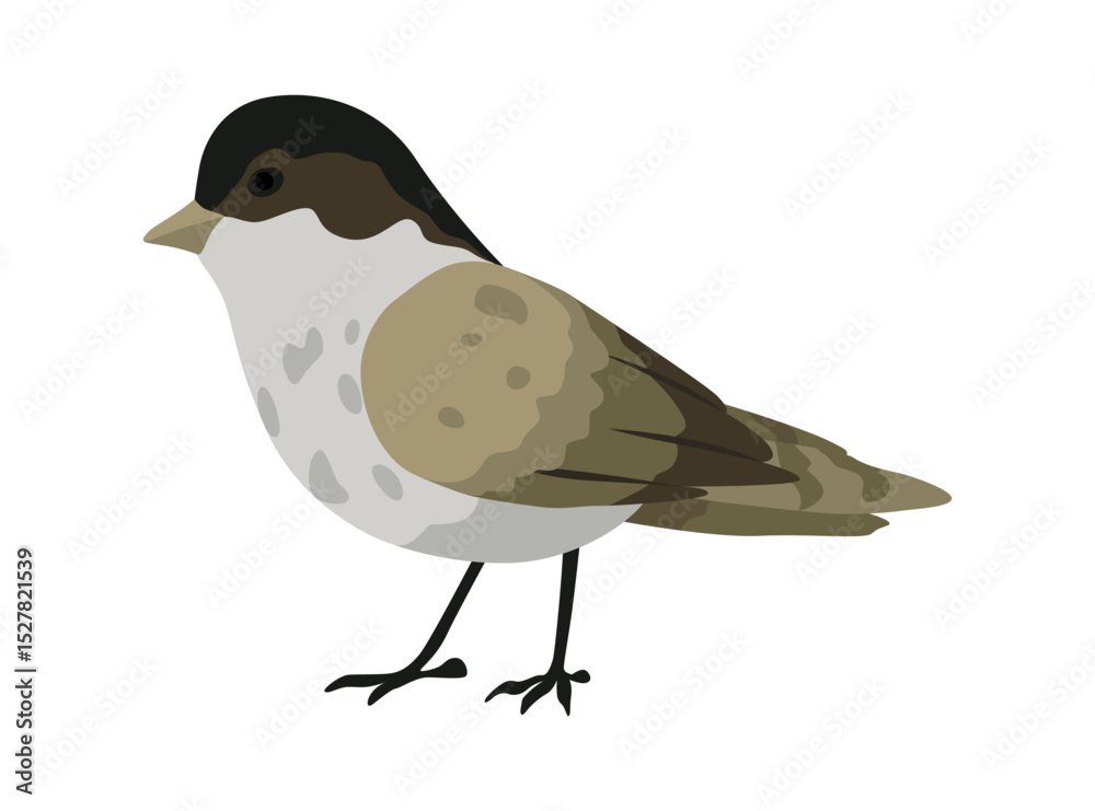 Obraz premium City bird, icon. European colorful bird, winged animal character. Bird isolated on white background. Vector illustration isolated on white background