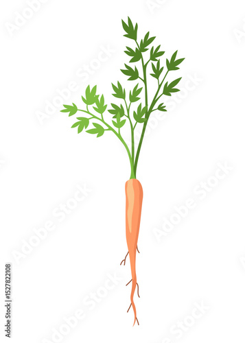 Carrot life cycle element. Carrot with leaves on top and orange root. Fresh cartoon, young carrot. Healthy vegetable food. Vector illustration on white isolated background