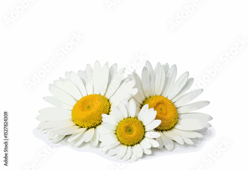 White daisies arranged in a cluster on a plain background  