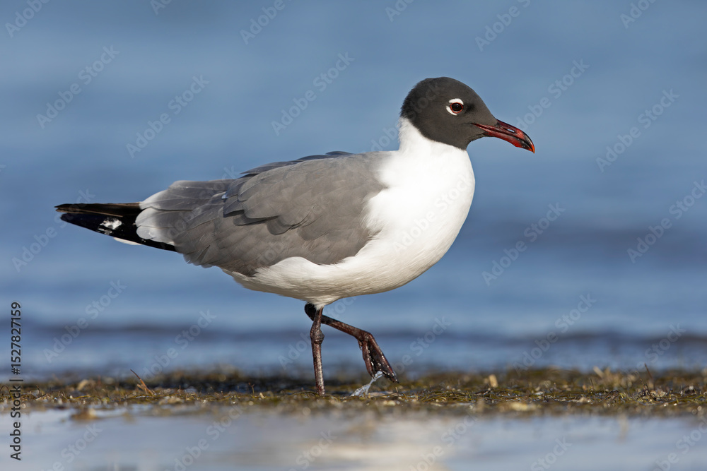 An adult laughing gull (Leucophaeus atricilla) on the beach. An adult laughing gull (Leucophaeus atricilla) on the beach.