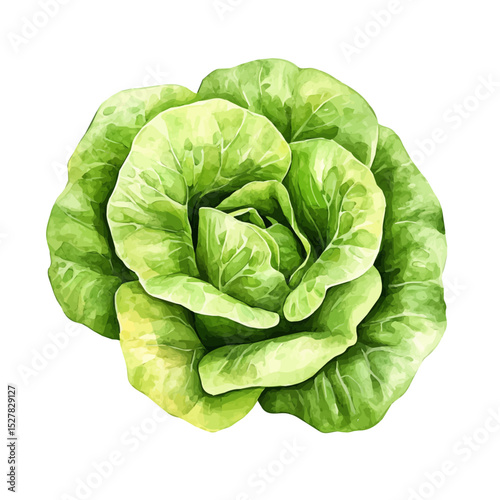 Lettuce, watercolor vector, high quality, isolated on a white background.