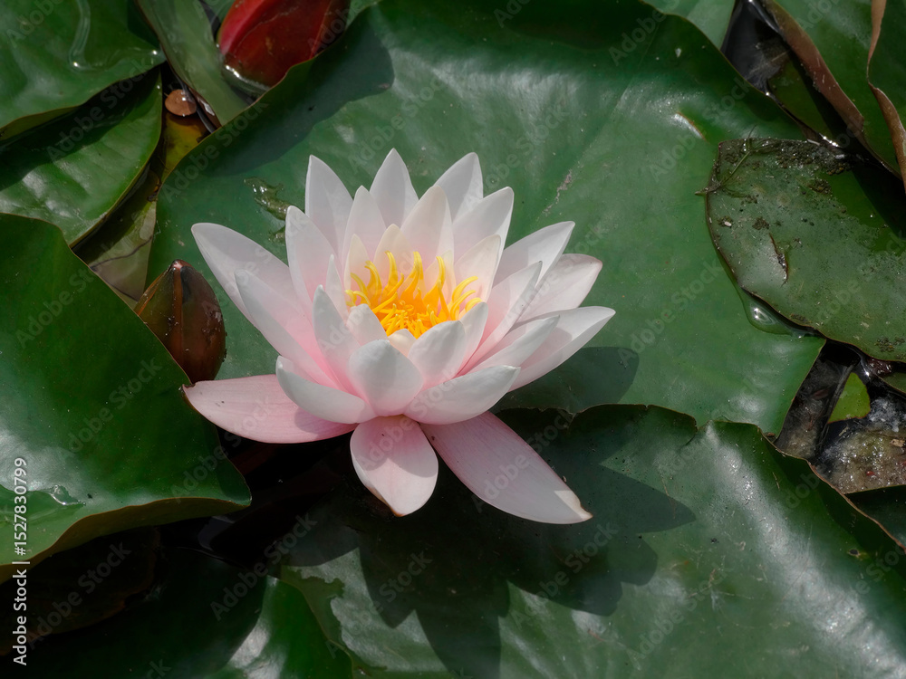 Fototapeta premium Close-up shot of a pinkish-white water lily floating on muddy water, with surrounding green leaves Focus is sharp on the flower, highlighting its delicate structure and vibrant color