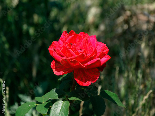 A single, red rose with unfurled petals is depicted against a natural backdrop of green foliage and an out-of-focus outdoor setting The image emphasizes the rose as the main subject