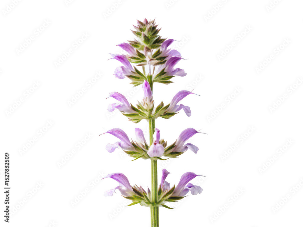 Fototapeta premium Clary sage flower png medicinal herb flower png aromatic flower png natural herb png garden flower png fragrant clary sage png herbal plant png transparent background image