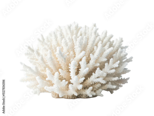 Coral bleaching png bleached coral reef png climate change coral png marine ecosystem damage png underwater bleaching phenomenon png environmental impact image png transparent background image photo