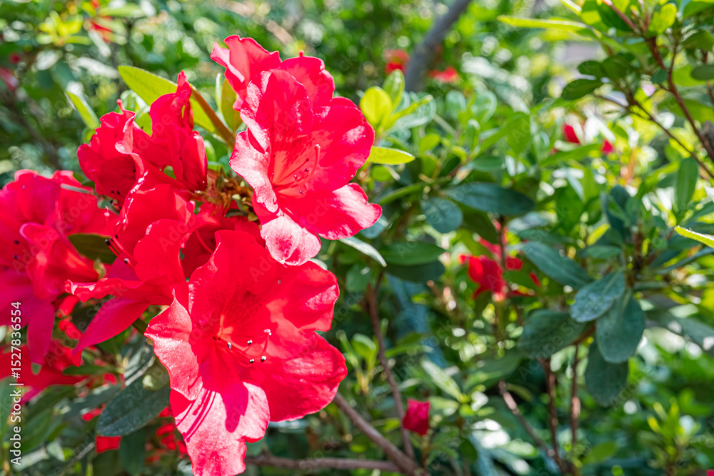 Fototapeta premium Close-up photo of bright red, glossy flowers in full bloom against a blurred green background Ideal for advertising materials conveying vitality, growth, or seasonal themes