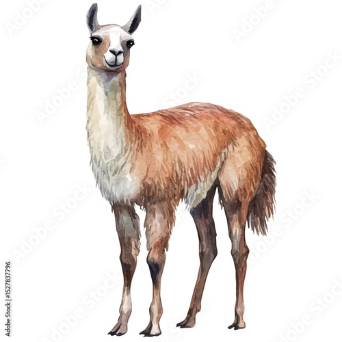 watercolor of Llama, vector high quality, isolated on a white background.