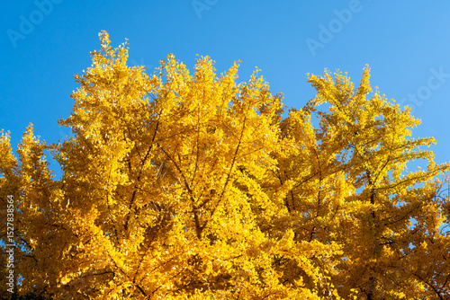 Yellow color of Ginkgo tree with the clear blue sky background