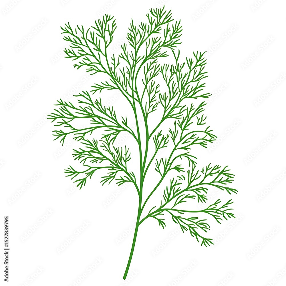 Fototapeta premium Aromatic dill plant hand drawn vector illustration isolated on background.