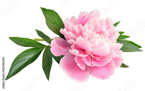 Pink flower with green leaves
