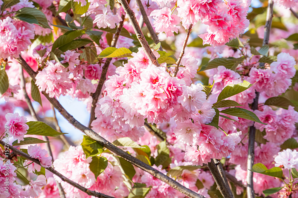 Fototapeta premium Close-up of a blooming cherry blossom tree, pink and white flowers, multiple petals, green blurred background, soft lighting, realistic style