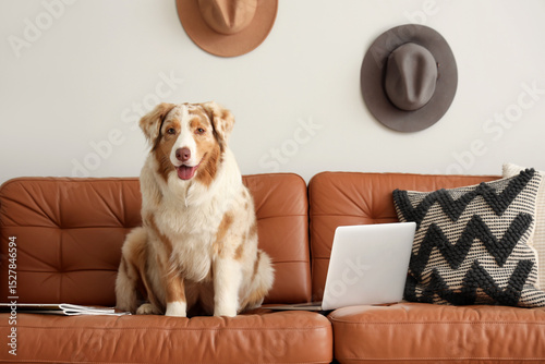 Cute Australian Shepherd do...