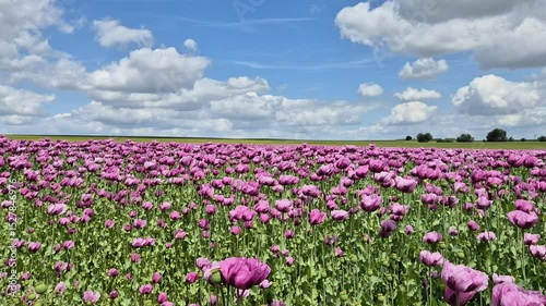 Wallpaper Mural Field of red and purple poppies in the wind Torontodigital.ca