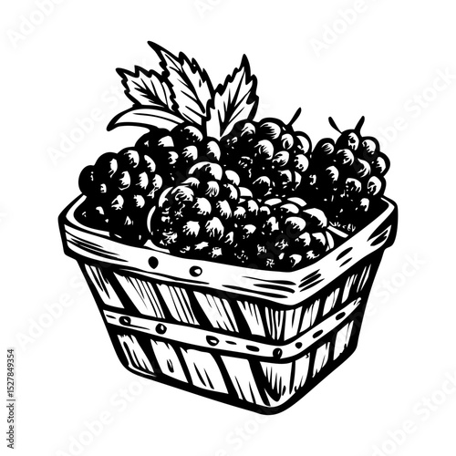 A sketchy style illustration of berry basket