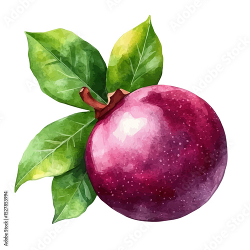 watercolor vector of Mangosteen, high quality, isolated on a white background.