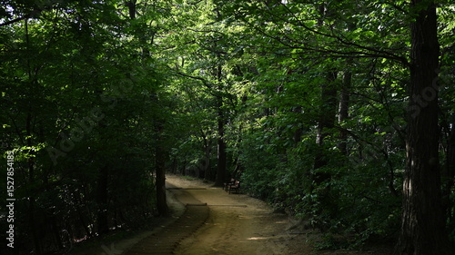 Forest hiking trail with wooden bench along a peaceful tree-covered path