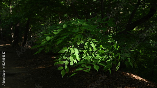 Single plant in forest illuminated by dramatic sunlight among shadows.