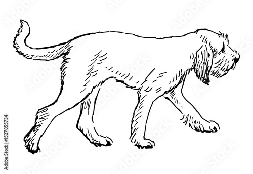Contour drawing of one white cute dog breed Italian spinone, pointer, hunting, realistic sketch, vector illustration